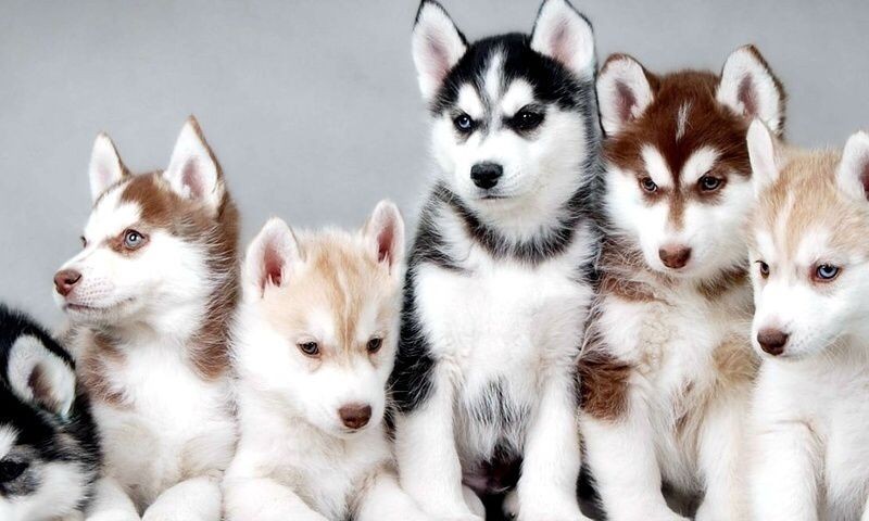 voluptate-quis-suscipit-eveniet-voluptatibus-debitis-dolore-aut