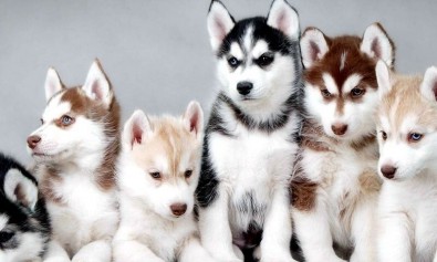 Necessitatibus dignissimos qui rerum molestias dolores a.